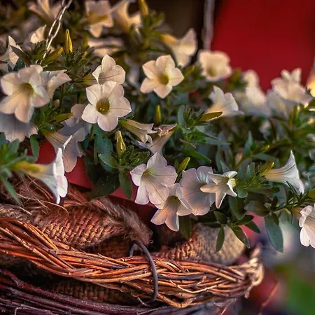 شقة Aerport - Natura بلغراد